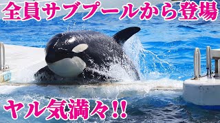 全員サブプールから登場!! ヤル気全開!! 鴨川シーワールド シャチショー kamogawa  Sea  World