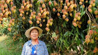 ตะลึง ลิ้นจี่นครพนม (นพ.1) 😲🤩 กำลังสุก ลูกดก ปลูกง่าย รสชาติอร่อย ราคาดี | ลูกอีสานบ้านเฮา