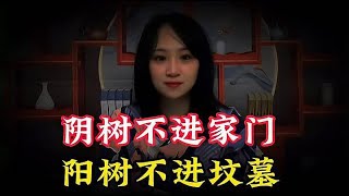 陰樹不進家門，陽樹不進墳墓“，快瞧瞧你家有沒有 “陰樹“