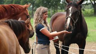 3 voertips voor het geven van supplementen aan je paard