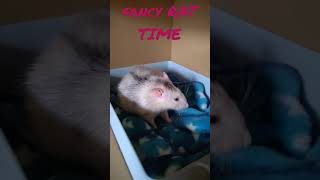 【FANCY RAT TIME】我が家のネズミ的日常 その1【ファンシーラット】