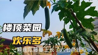 退休老人的楼顶菜园，开花结瓜的菜园，真漂亮！