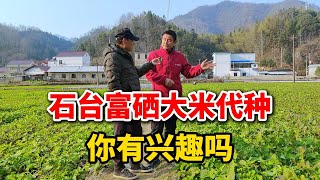 石台富硒大米：代种服务，全程透明监控，绿色健康之选