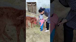 #bhaktisong🙏 #gausevasansthan #love❤️😊 mom daughter Gosala m gye 🙏😍🤗cow seva short video