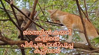 #cat hunting birds#മരത്തിൽ കയറി കിളിയേ പിടിച്ചപ്പോൾ പൂച്ച കുട്ടൻമാർക്ക് സംഭവിച്ചത് #o