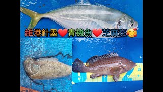 【香港艇釣精華】X 【新成就解鎖:青機魚】第45集 (2/2)節 維港釣魚魚獲Vlog ｜針墨仔｜青機魚｜沙鱲｜雜魚｜16102022 #香港釣魚 #釣魚 #釣魚