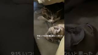 猫の二度寝　#ねこ #cat #猫のいる暮らし