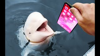 i fed his iPhone 12 to the whale...