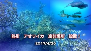 熱川 アオリイカ産卵場所設置（熱川ダイビングサービス）