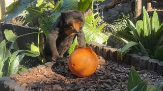 フィーダーころころキョウコさん【‎2025年‎2月24日】【上野動物園】マレーグマ