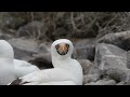 nazca booby showing its gorgeous u0026 productive fish finding eyes.