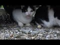 全く遊んでくれない車の下の野良猫の親子【広島の野良猫】