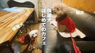 保護犬と姉犬、ドキドキのカフェデビュー！【Day9】