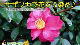 【散ってしまった花びらで染色！】媒染液で染め分けも楽しめる！(Flower petal dyeing with sasanqua.)サザンカで草木染め