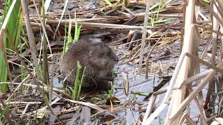 Muskrat at Buttertubs Marsh, Nanaimo BC April 5, 2023