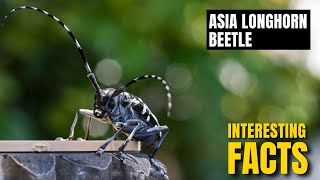 Amazing facts of Asian Longhorn Beetle | Interesting Facts | The Beast World