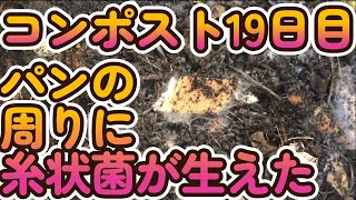 段ボールコンポスト19日目パンの周りに糸状菌が生えた