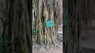 200years😱😲#Banyan tree#tree#Aalamaram#aerial root#Big tree#பழமையான மரம்#உலகின் மிக மிக#hey eppudra