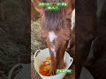 お誕生日のフルーツケーキを食べました horse