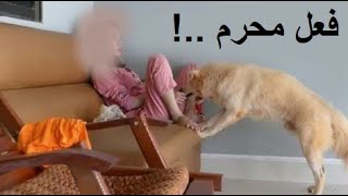 لهذا الامر حرام في الاسلام تربية الكلاب و اقتناؤها , كما اخبر رسول الله ﷺ