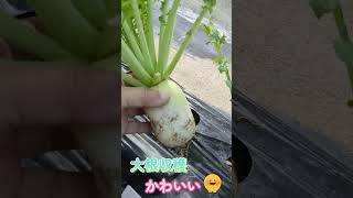 【家庭菜園】ダイソーの作りやすいミニ大根を栽培・収穫