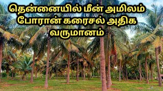 இயற்கையில் தென்னையில் அதிககாய்கள் பிடிக்க மீன் அமிலம் ,EM ,போரான் பயன்பாடு