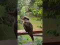 i filmed this beautiful group of kookaburras at david fleay wildlife park kookaburra naturelovers