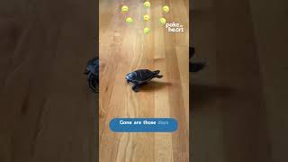 Owner Makes Turtle Ride Toy Car to Walk More Swiftly