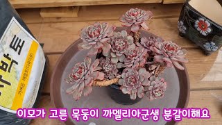 25.2.14 🌸키핑장에 놀러오신 이모가 고른 묵둥이 까멜리아 군생 사박토로 분갈이해요🌸