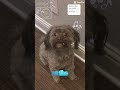 this is the funniest thing in the world😂 funny irl life memes music newcreator dogs doglife