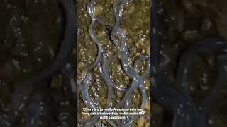 The incredible American eel at the beginning of its life