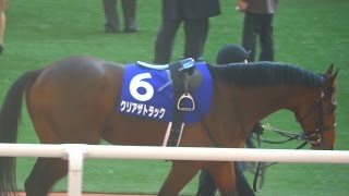 クリアザトラック、朝日杯フューチュリティSのパドック。阪神競馬場、2016年。現地映像