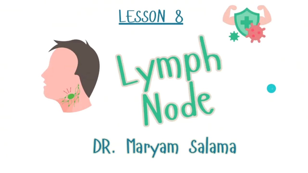 Lymph Node Histology Animated Youtube