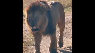 Oloimina Black Rock Male Lion Sighting | Masaimara | 1 September 2024