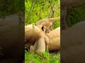 Adorable Moments of Lion Cubs 📹