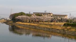 桜　南陽高校　西福田から　旧南陽町