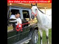 how dubai prince spend his billions shorts viral trending