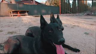 Black Belgian malinois part I