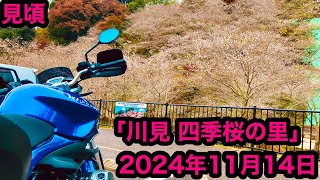 「川見 四季桜の里」開花情報！2024年11月14日