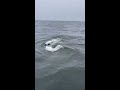 40ft humpback whale showing off his barnacles next to my 20ft boat