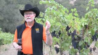 Big River Vineyard - Alexander Valley Zinfandel - Ravenswood Winery