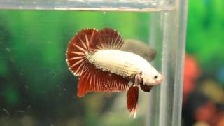 Paitune Betta.DSC 155 RedDragon HMPK Male Sep 24 th