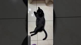 Kuro躺在地板上休息，結果媽媽一直叫牠感覺很煩￼ #cat #cats #cute #cute cat #shorts