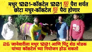 मैदानात मथुर 1001 नसला तरी त्याची कमी भरून काढतोय कॉकटेल 1001❤️‍🔥 💯  #coktail #mathur