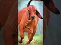 mashallah pure sahiwal nasal 💖💥 bado badi 🤣 cowbeauty cowmandi comedy funny cow viral