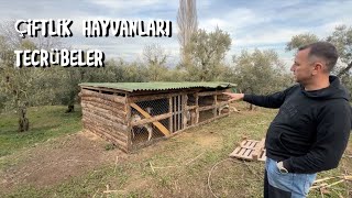 Koyun Keçi Tavuk Tecrübeler, barınak, yemlik, suluk, besleme