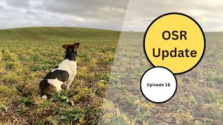 BECCA FARMS: How does the OSR look after winter?