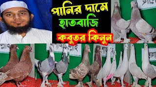 পানির দামে রাজশাহীর বিখ্যাত ডিগবাজি ও হাতবাজি দেয়া কবুতর কিনুন | বাকবাকুম পায়রা | Pigeon |