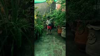 kiswa k plants | baby fun enjoy 🥰 | #shortsfeed #shorts #viral #cutebaby #plants #trending