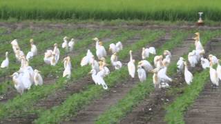 ikarabi　 野鳥動画　アマサギ　cattle egret